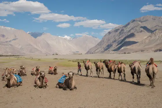 Camel caravan crossing the Nubra Valley against mountain scenery