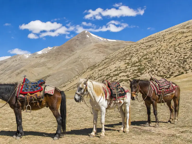Horse Riding in Ladakh image 1