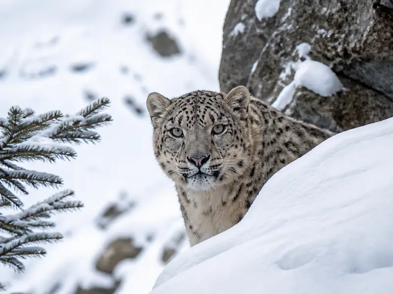 Snow Leopard Sighting image 1